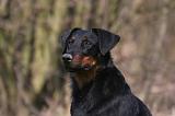 BEAUCERON 988